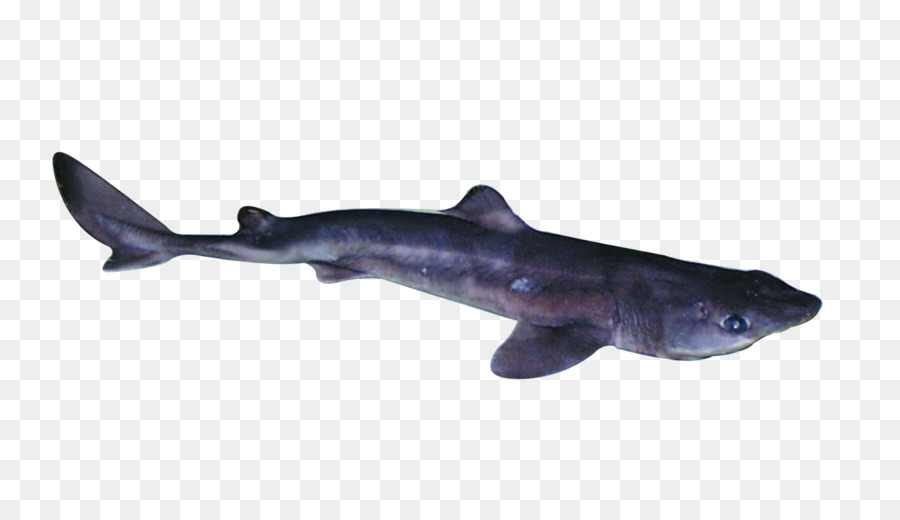 قداس أسماك القرش，شائك كلب البحر PNG