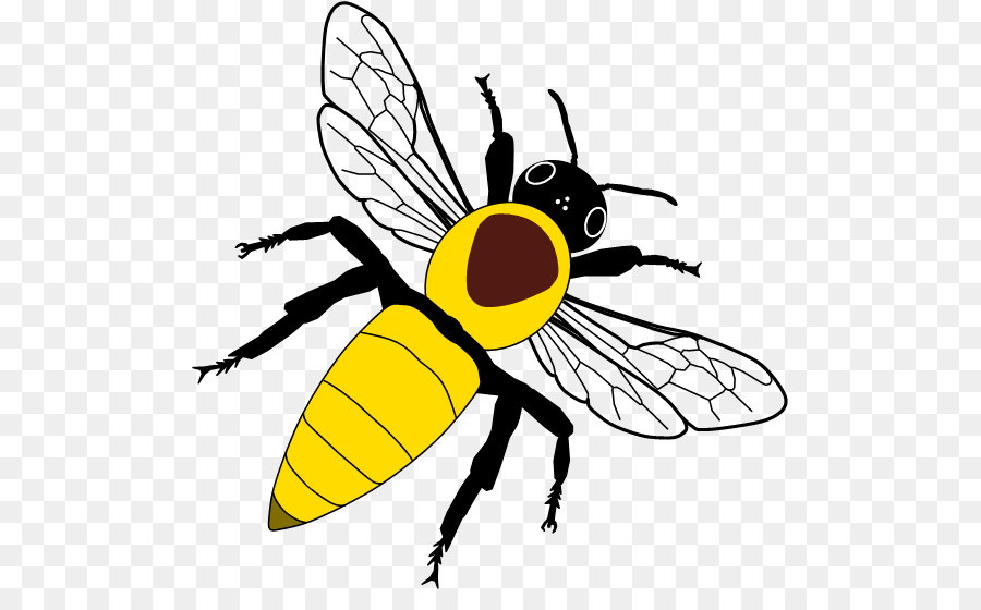 النحل，الغربية عسل النحل PNG