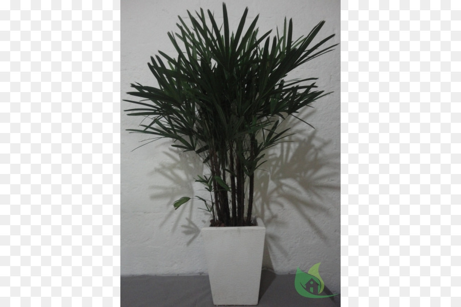 Arecaceae，زهور PNG