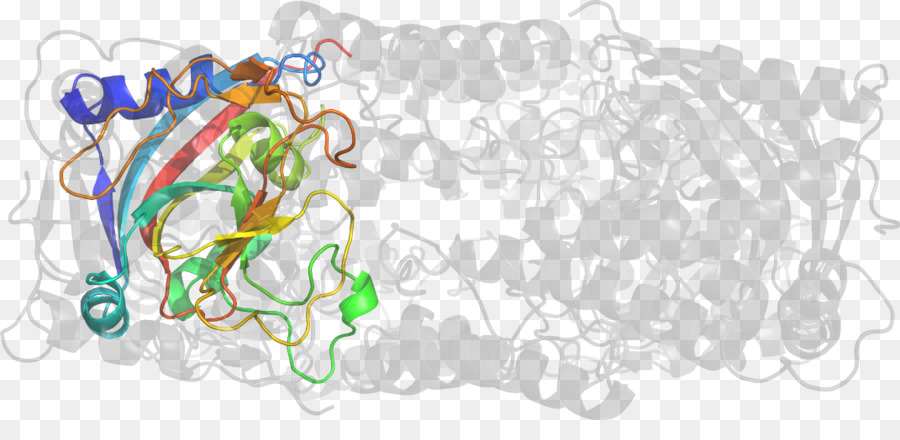 هيكل البروتين，جزيء PNG