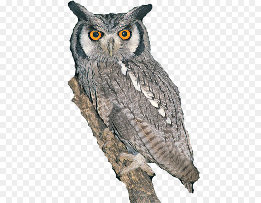 Great Grey Owl，البومة PNG