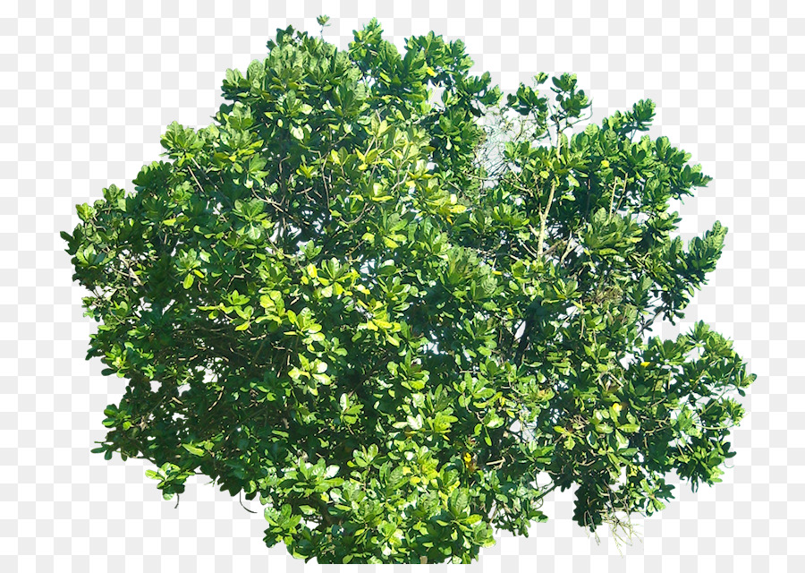 Barringtonia سينتيلا，شجرة PNG
