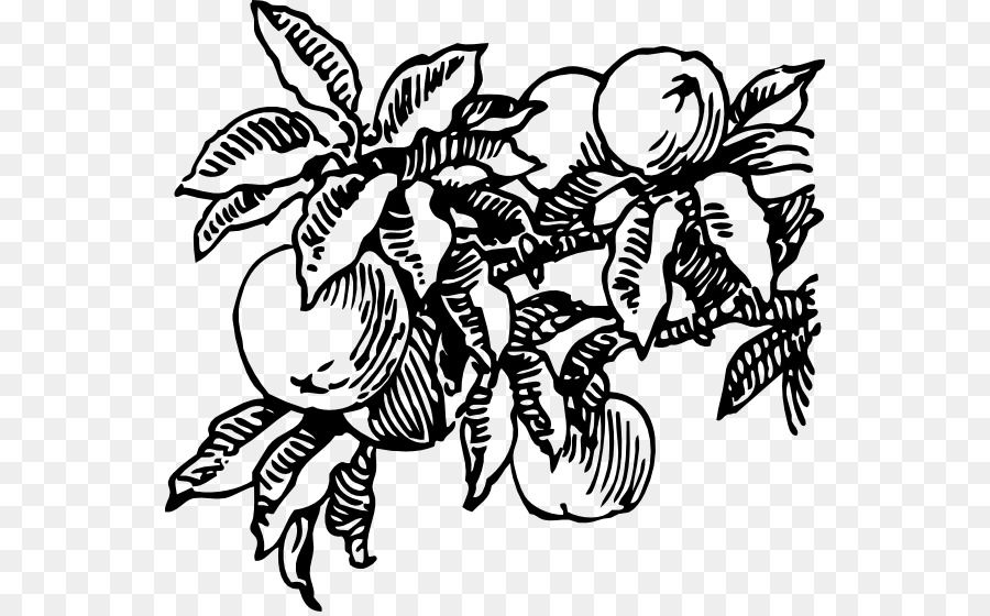 الفاكهة，الرسم PNG
