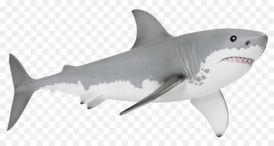 القرش，القرش الأبيض الكبير PNG
