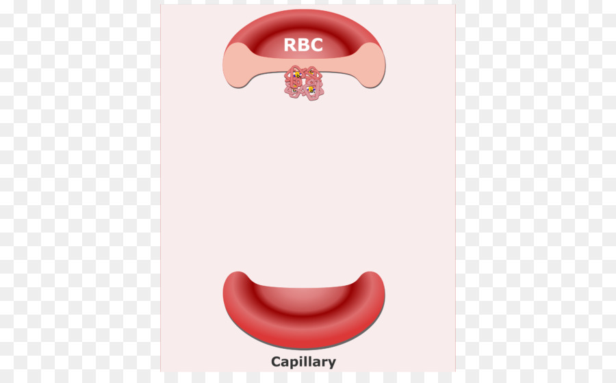 خلايا الدم الحمراء，شعري PNG