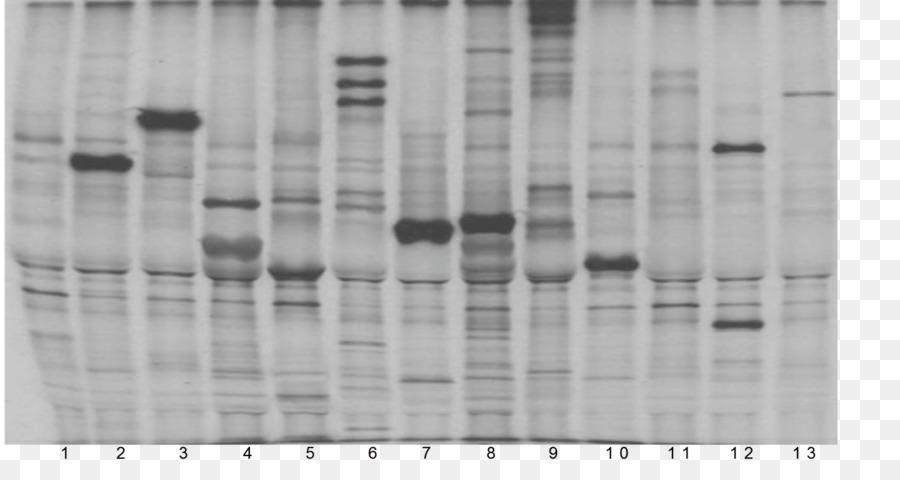 Autoantibody，التهاب العضلات PNG