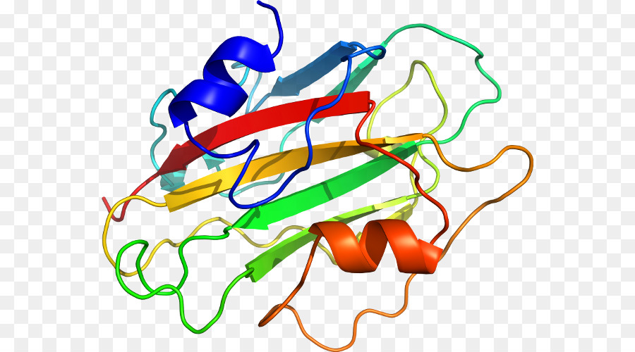 هيكل البروتين，علم الأحياء PNG
