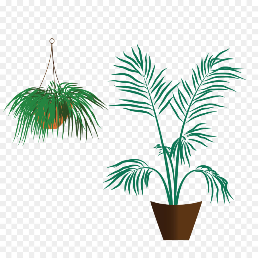 Arecaceae，زهور PNG