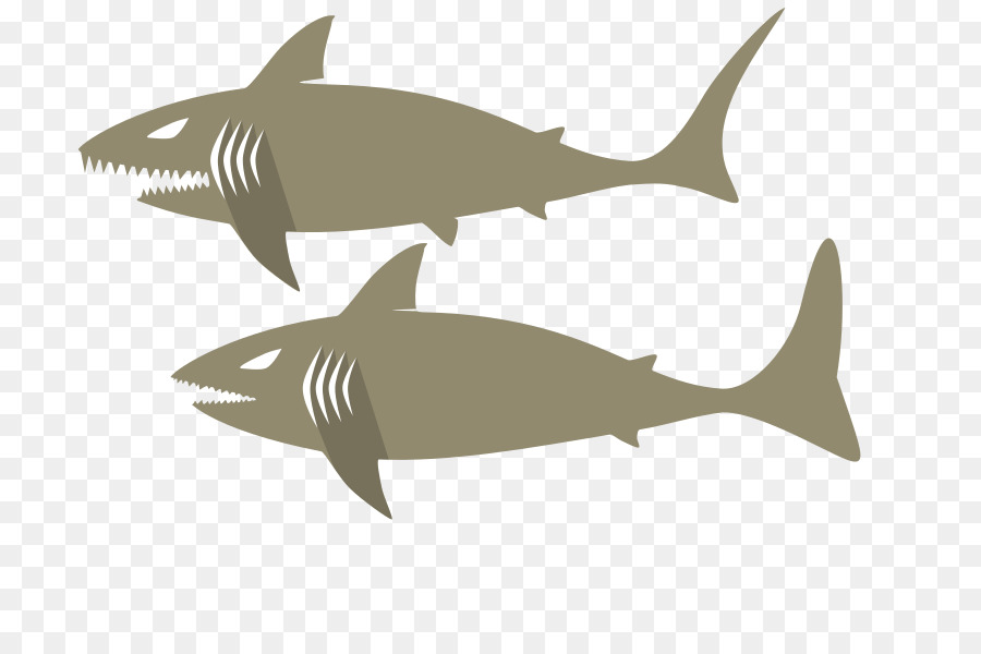 قرش النمر，Squaliform أسماك القرش PNG