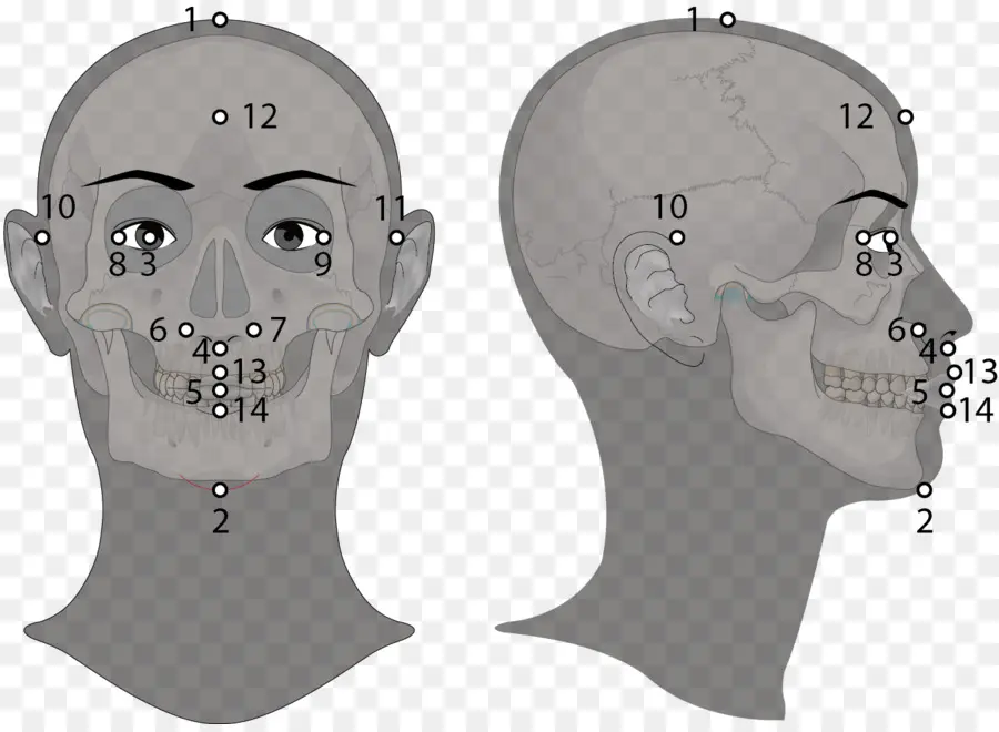 نقاط الوخز بالإبر في الوجه，صحة PNG