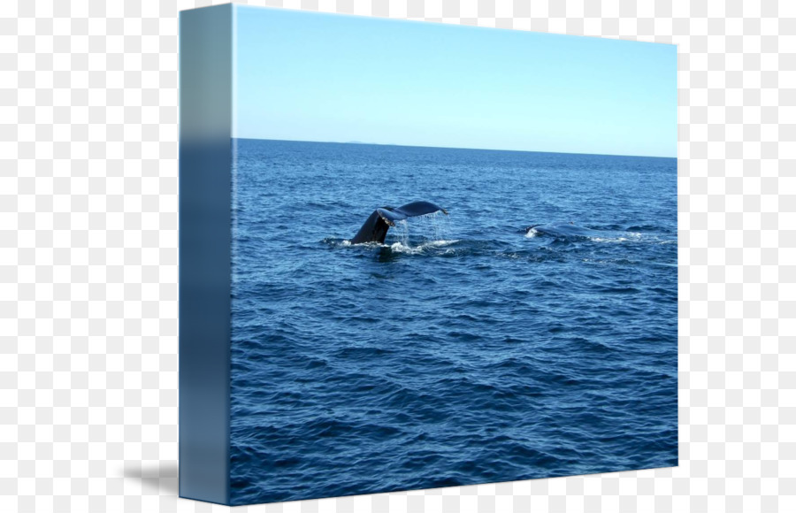 الحوت الرمادي，Douchegordijn PNG