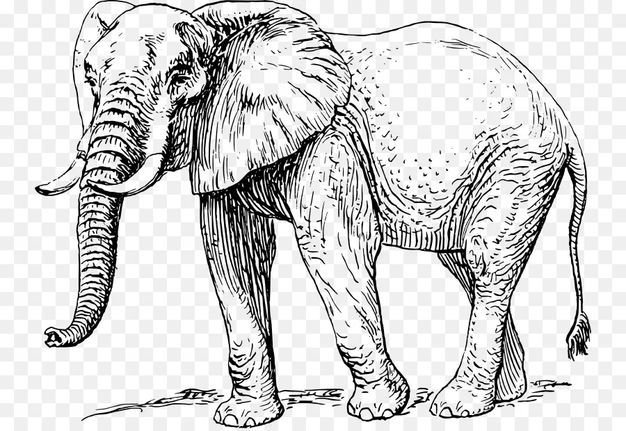 الفيل الأفريقي，Elephantidae PNG