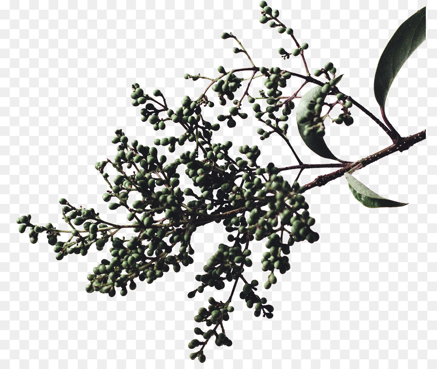 غصين，الجذعية النباتية PNG