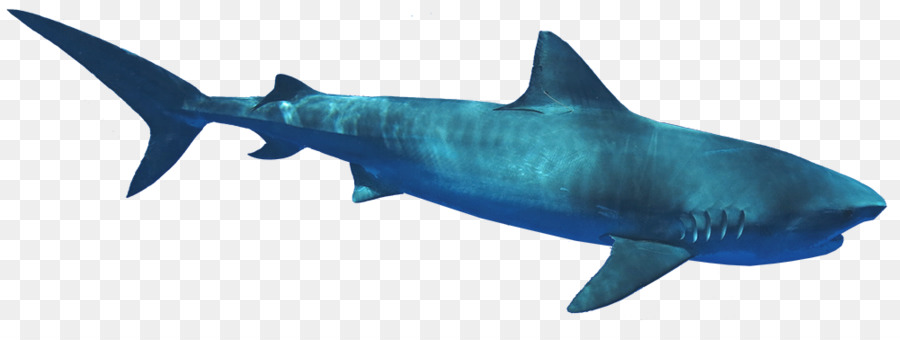 القرش الأبيض الكبير，بكرات الصيد PNG