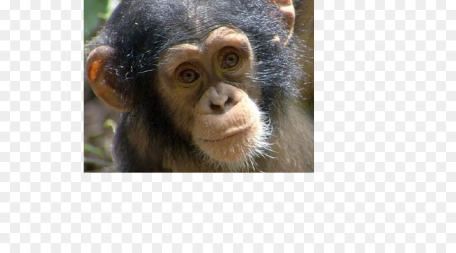 الشمبانزي，القرد PNG