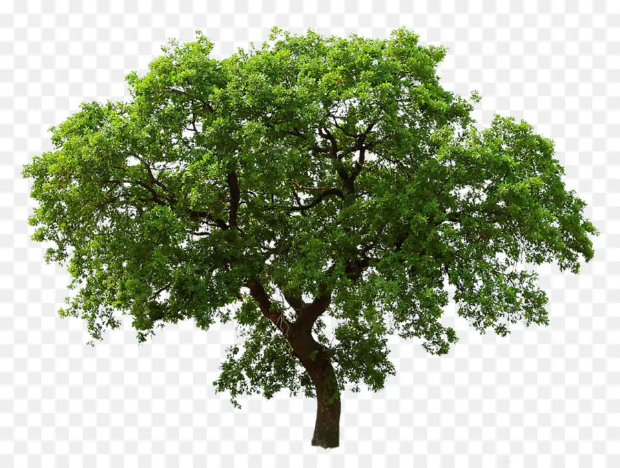 شجرة，جنوب Live Oak PNG