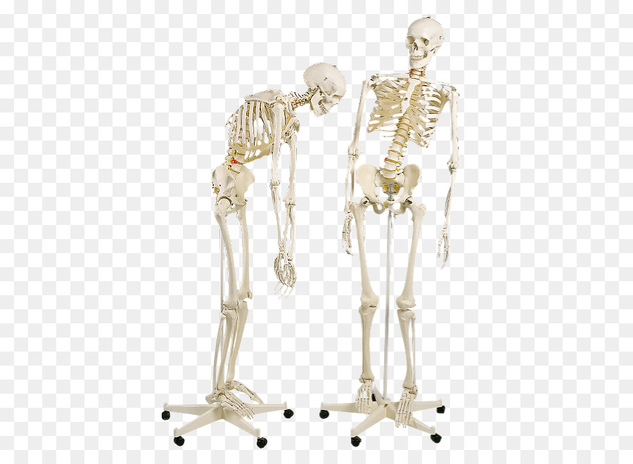 الهيكل العظمي البشري，الهيكل العظمي PNG