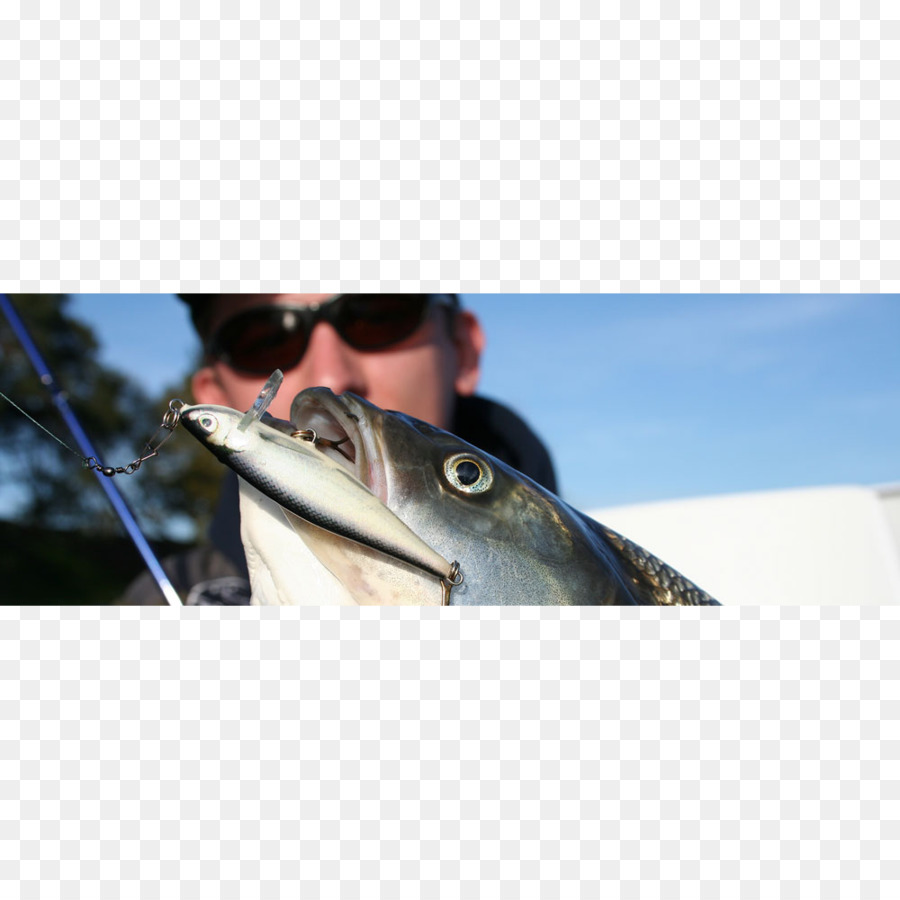 الصيد，Asp PNG