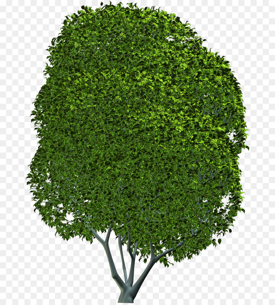شجرة，شجيرة PNG