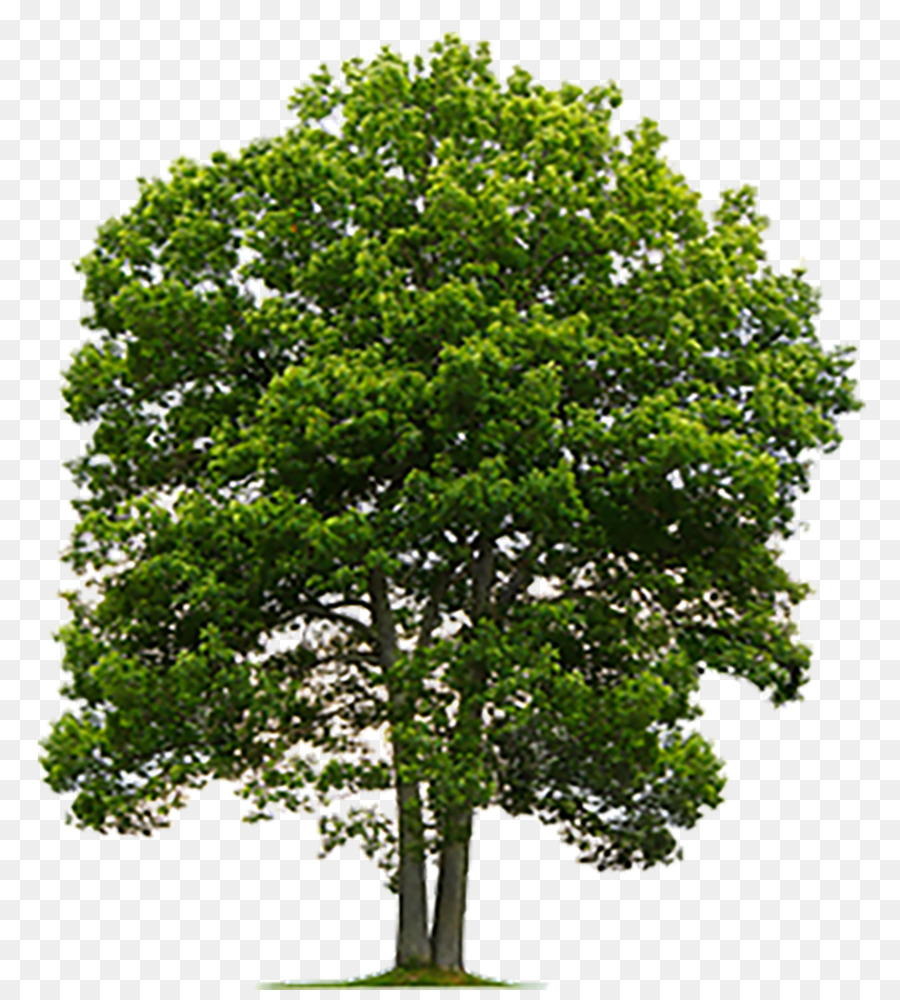 شجرة الأسهم التصوير الإنجليزية البلوط صورة بابوا نيو غينيا