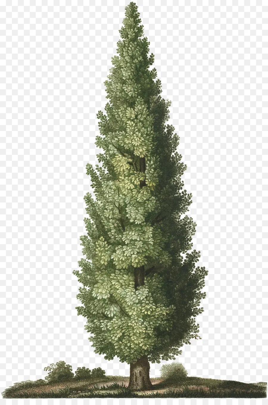 شجرة التنوب，شجرة PNG