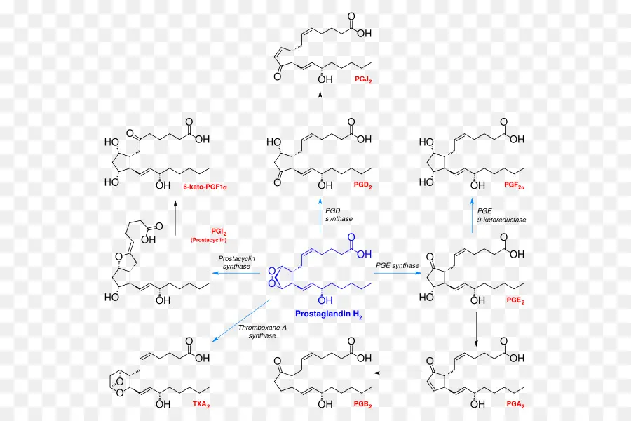 Prostanoid，البروستاغلاندين H2 PNG