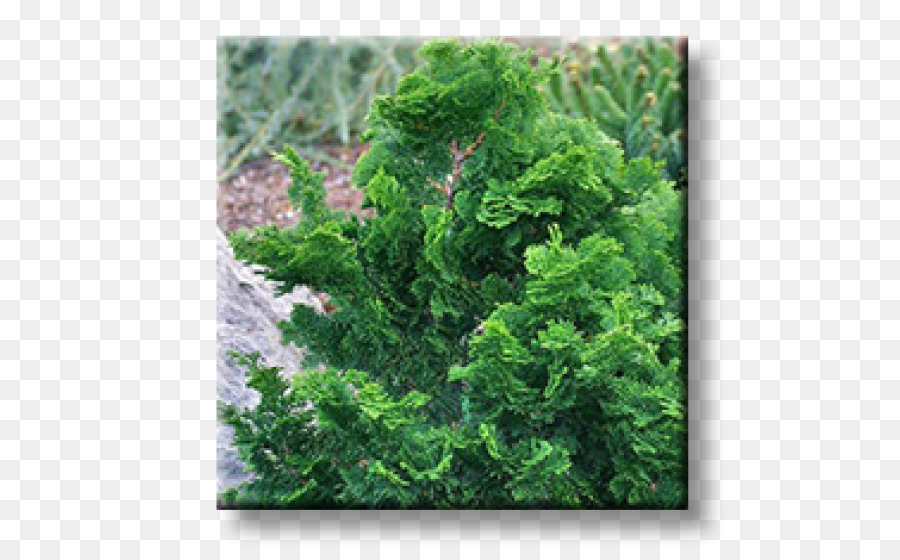 Arborvitae，دائمة الخضرة PNG