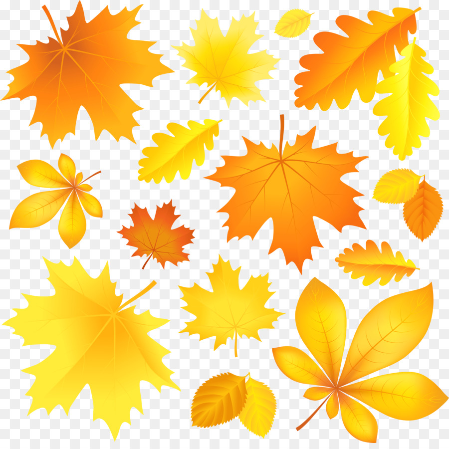 أوراق الخريف اللون，الخريف PNG