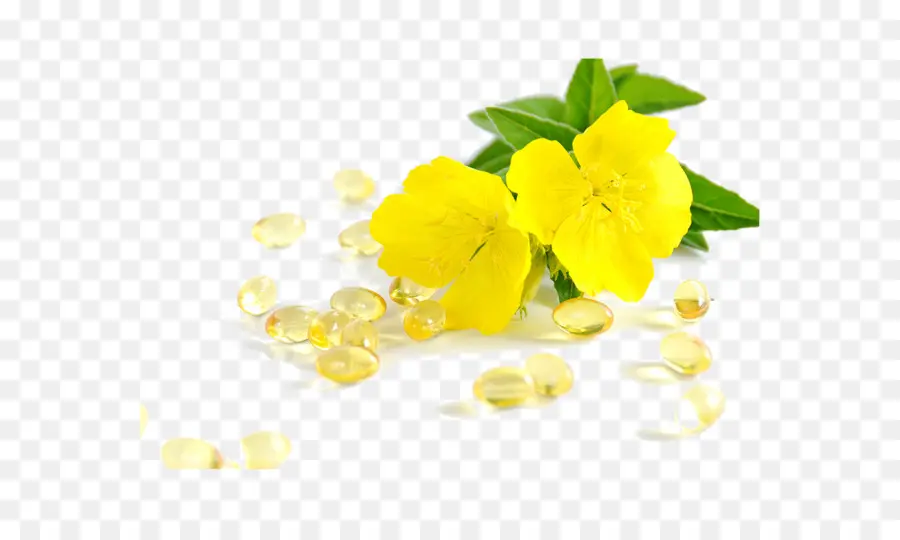 المشتركة Eveningprimrose，النفط PNG