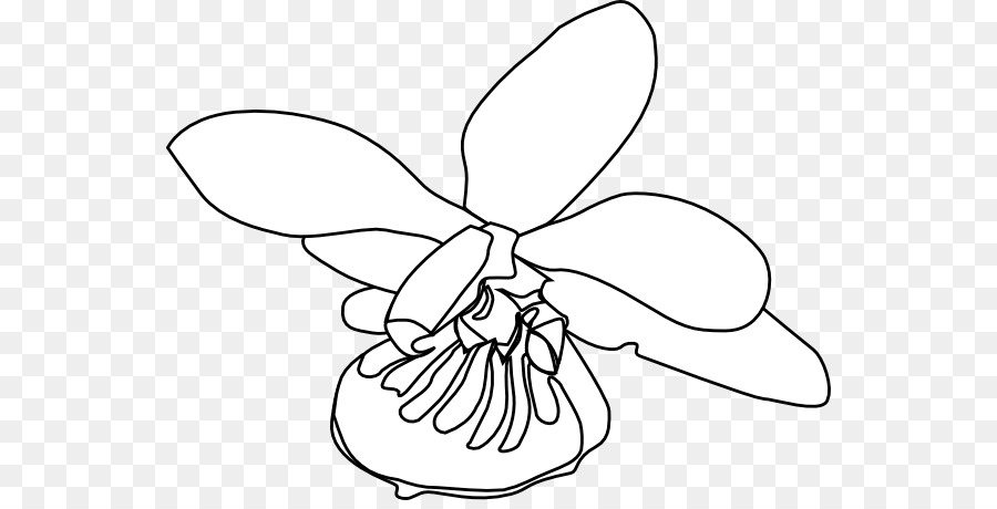 بساتين الفاكهة，Dendrobium PNG