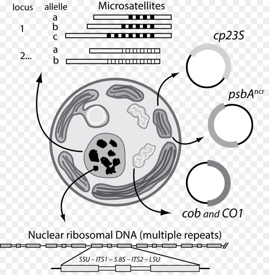 قنديل البحر，Symbiodinium PNG