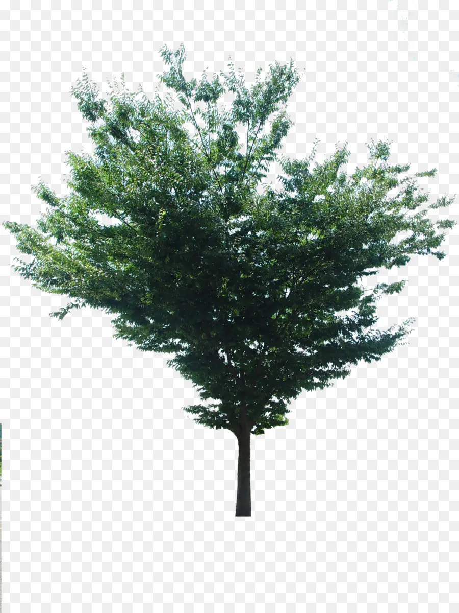 شجرة التنوب，شجيرة PNG