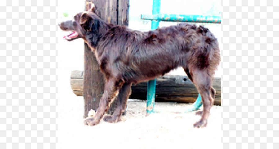 الكلب تولد，الراعي الاسترالية PNG