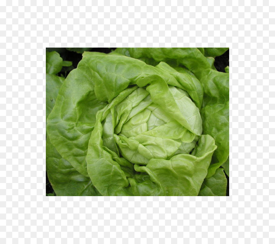 خس，Celtuce PNG