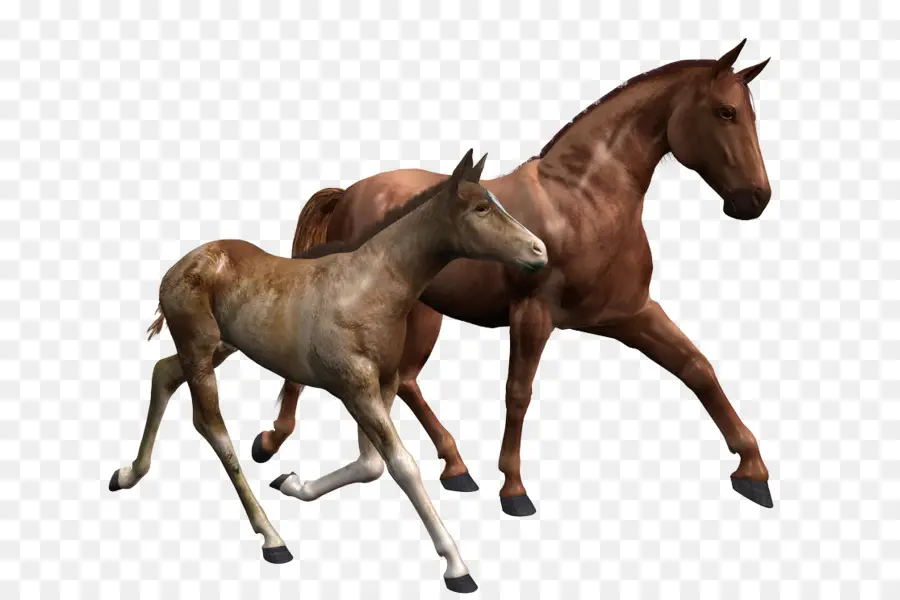 براير الحيوان الإبداعات，الحصان PNG