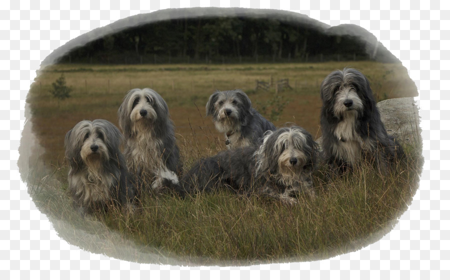 Dandie Dinmont الكلب，Otterhound PNG