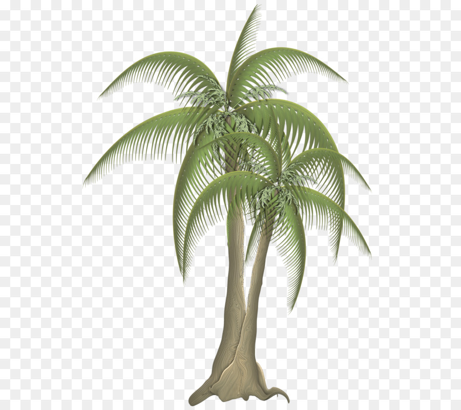 باباسو，شجرة PNG