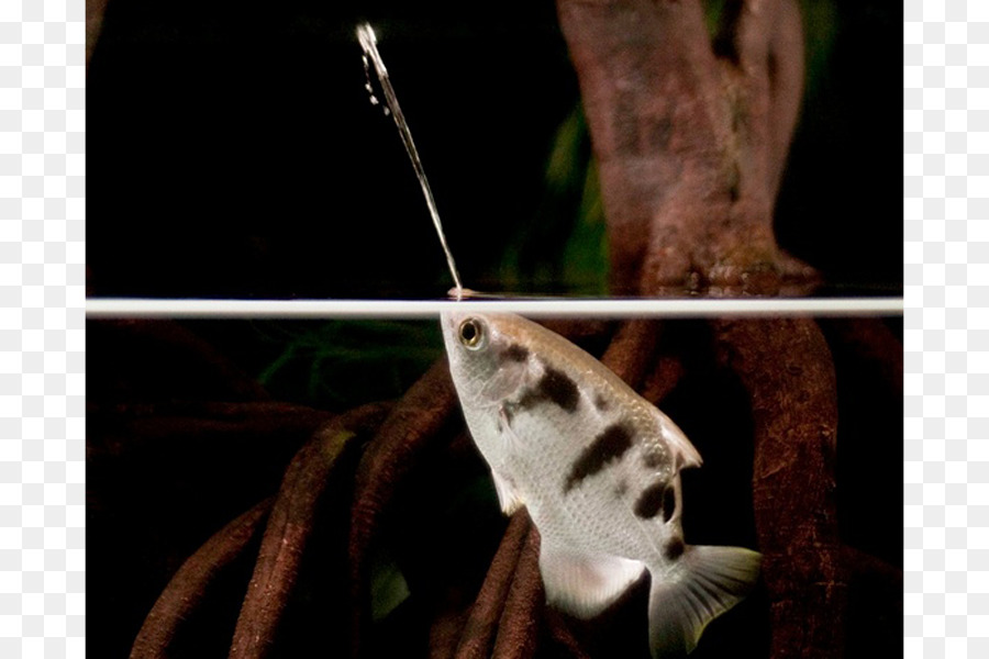 تجمعت Archerfish，Toxotes Chatareus PNG