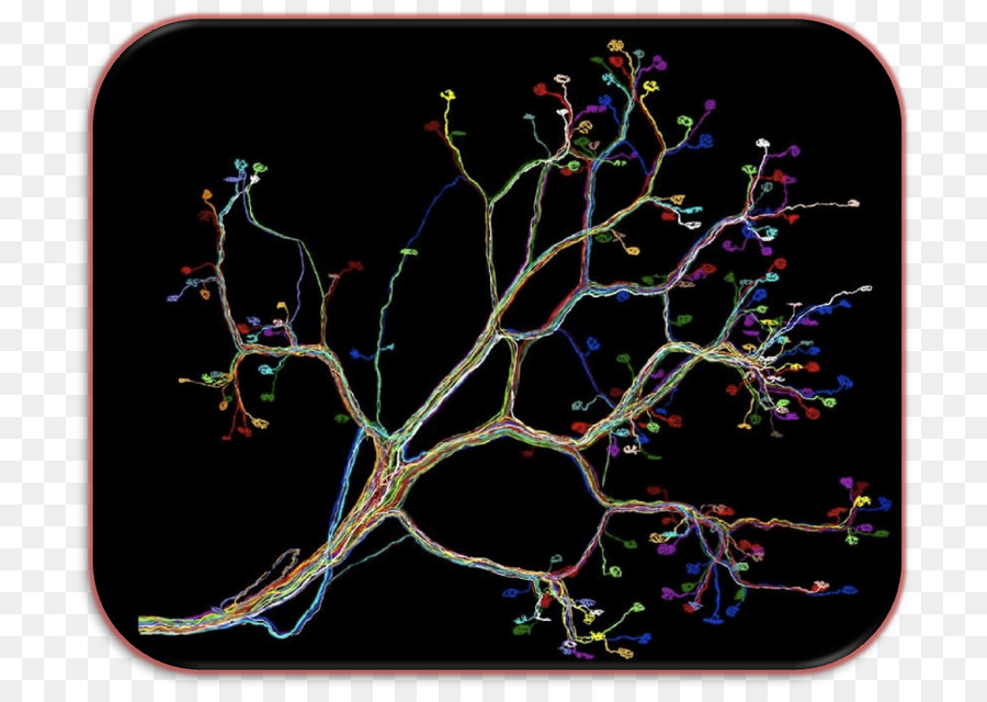 الدائرة العصبية，الخلايا العصبية PNG