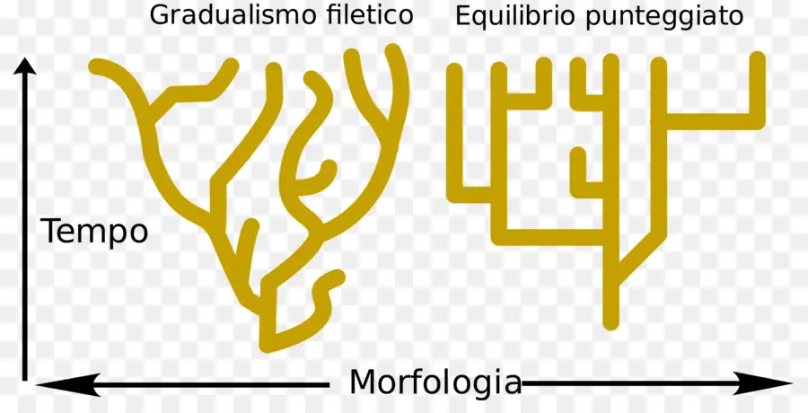 شجرة النشوء والتطور，تطور PNG