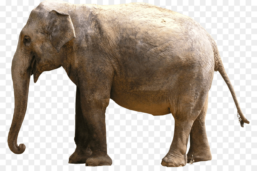 Elephantidae，الفيل الهندي PNG