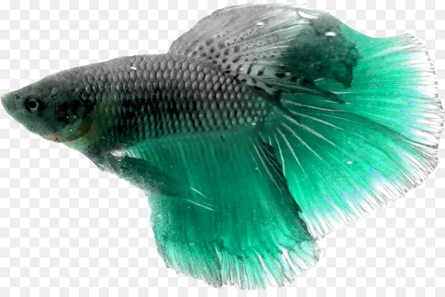 الأسماك，الفيروز PNG
