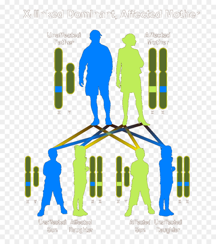 المخطط الوراثي，علم الوراثة PNG