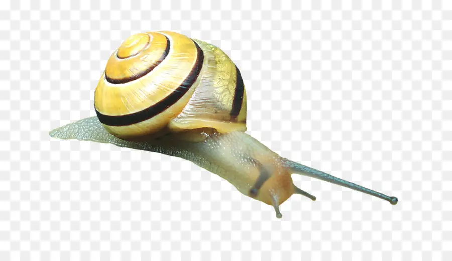 الحلزون，Caracol PNG