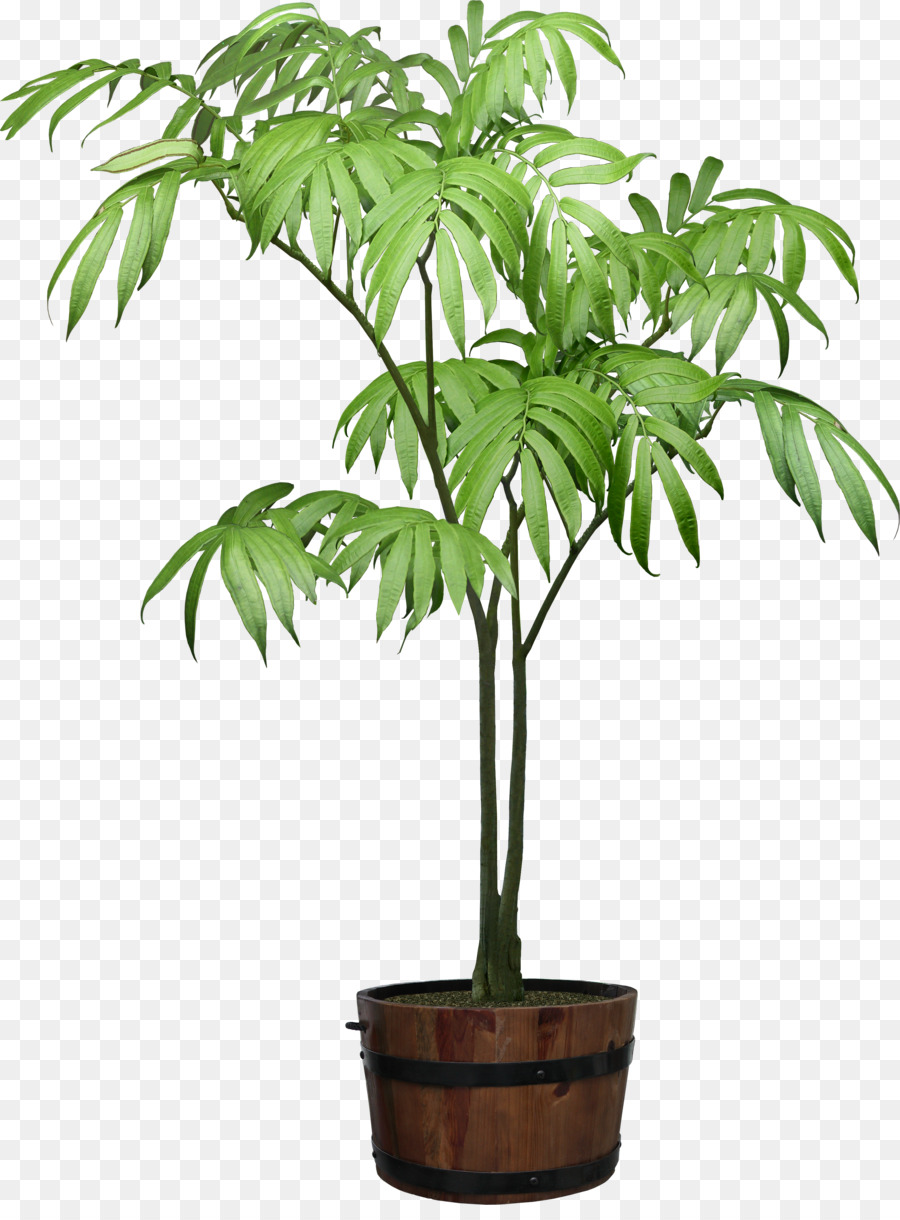 ل Houseplant，شجرة PNG