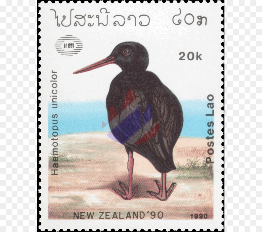 الطيور，Haematopus PNG