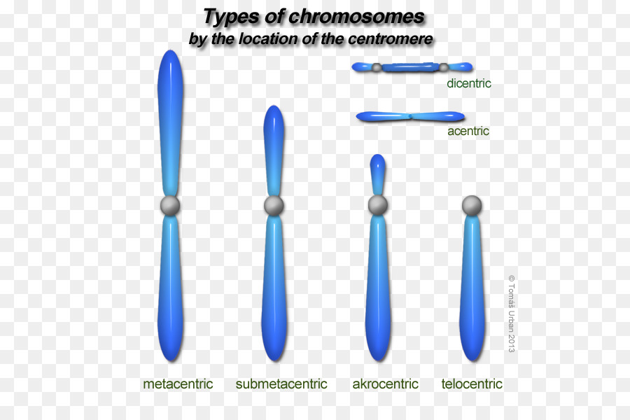 كروموسوم，الجينوم البشري PNG