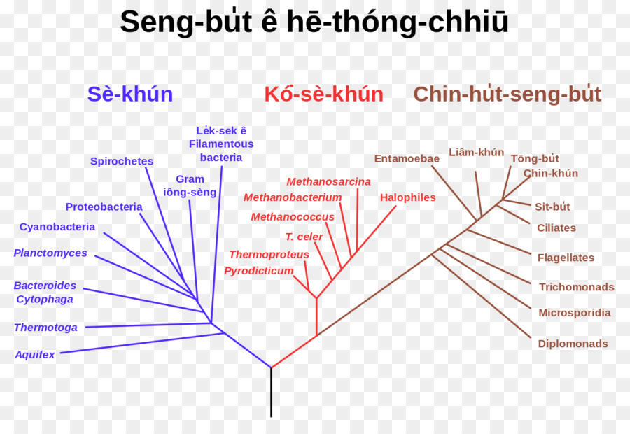 شجرة النشوء والتطور，Phylogenetics PNG
