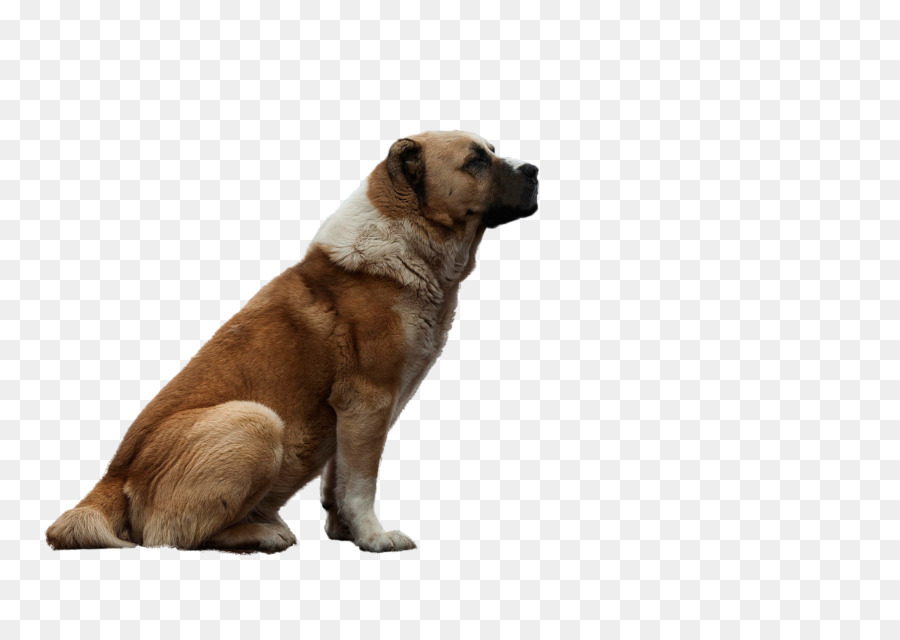 الكلب تولد，آسيا الوسطى كلب الراعي PNG
