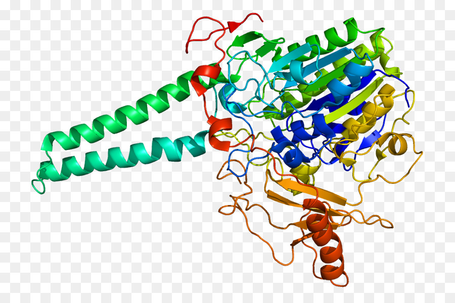 الستيرويد Sulfatase，Sulfatase PNG